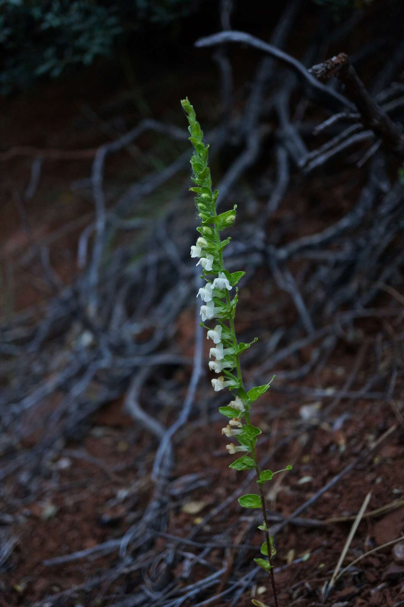 Image de Antirrhinum subcordatum A. Gray