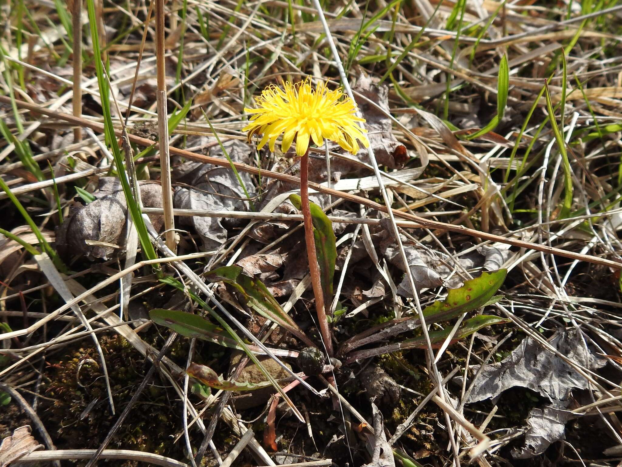 Plancia ëd Taraxacum palustre (Lyons) Symons