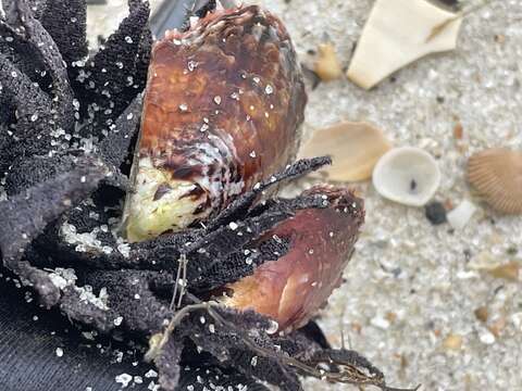 Image of Atlantic pearl-oyster