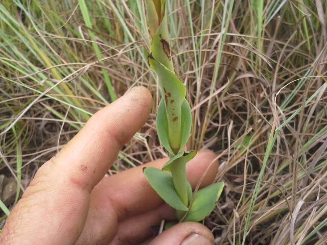 Image de Disa clavicornis H. P. Linder