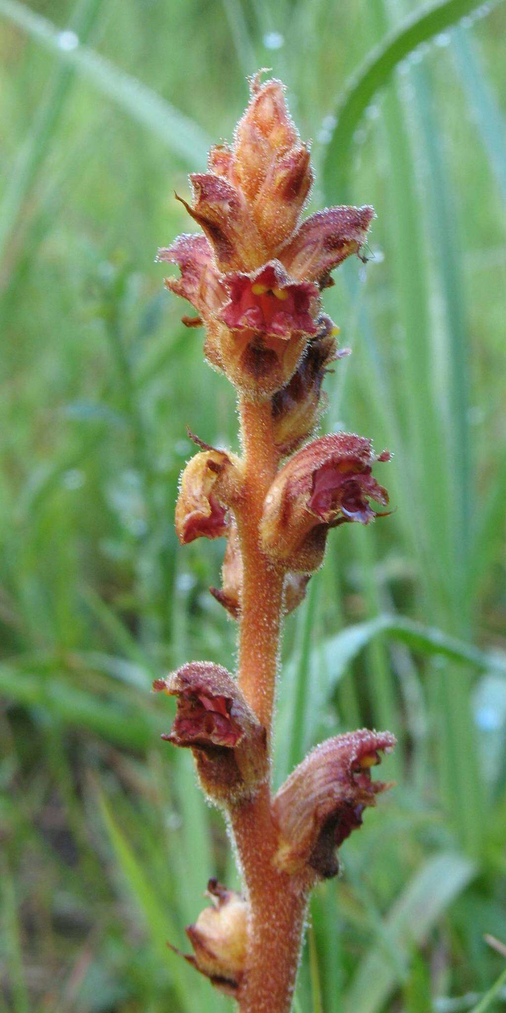 Image of Orobanche gracilis Sm.