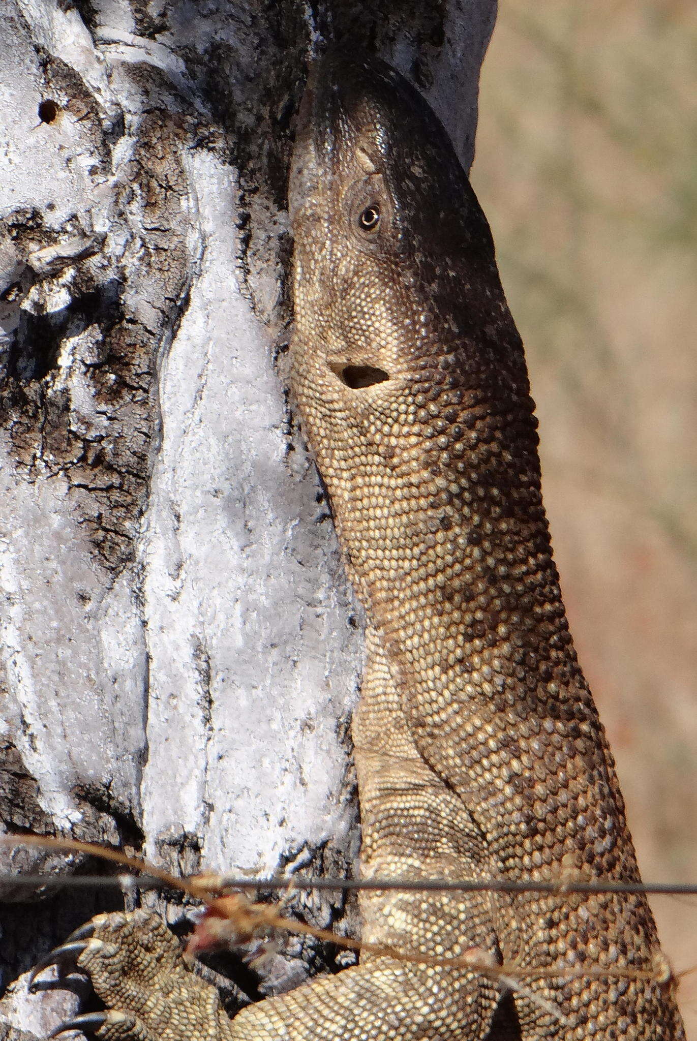 Image of White-throated Monitor