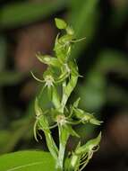 Image of Habenaria guadalajarana S. Watson