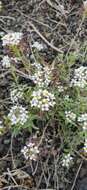 Plancia ëd Lobularia canariensis subsp. marginata (Webb ex Coss.) L. Borgen