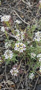 Image of Lobularia canariensis subsp. marginata (Webb ex Coss.) L. Borgen