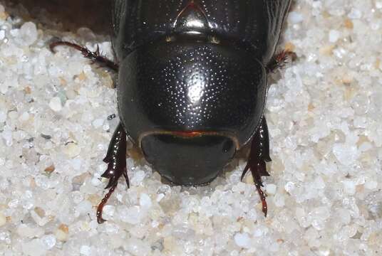 Image of Rice Beetle