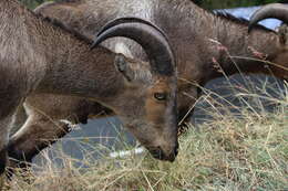 Plancia ëd Nilgiritragus Ropiquet & Hassanin 2005