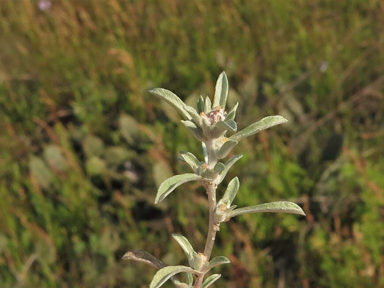 Image of silver pygmycudweed