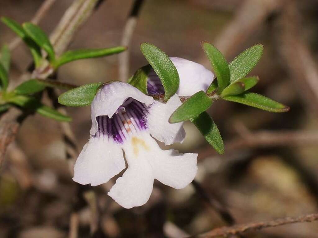 Image of Prostanthera saxicola R. Br.