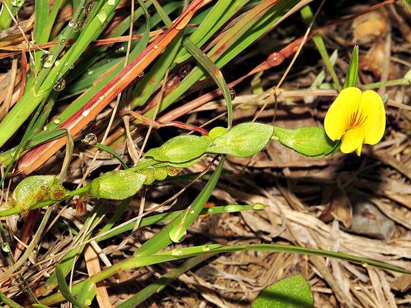 Image of Zornia capensis Pers.