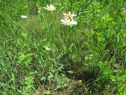 Image of Leucanthemum ircutianum (Turcz.) DC.