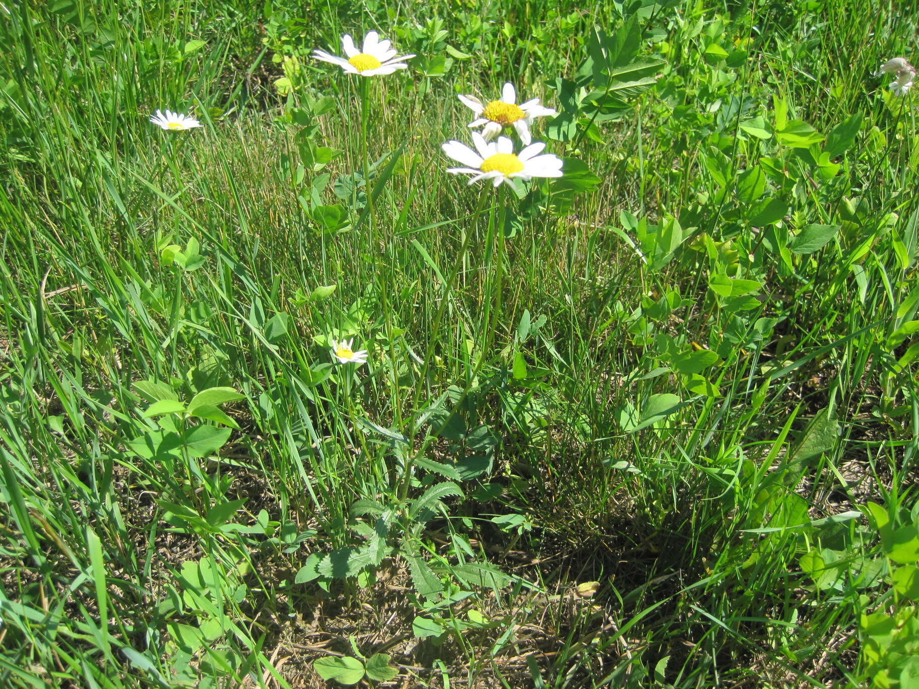 صورة Leucanthemum ircutianum (Turcz.) DC.