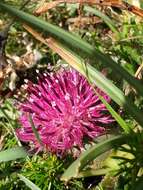 Слика од Centaurea borjae E. Valdes-Bermejo & S. Rivas Goday