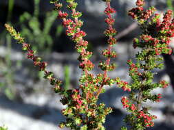 Image of Erica axillaris Thunb.