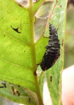 Sivun Chrysomela (Macrolina) interrupta Fabricius 1801 kuva