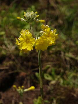 Image of Primula prolifera Wall.