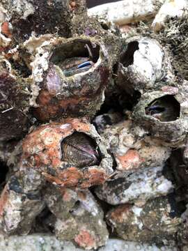 Image of giant barnacle