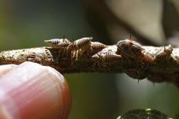 Imagem de Platycotis (Lophopelta) tuberculata Fairmaire 1846