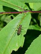 Image of Cylindera (Ifasina) kaleea (Bates 1866)