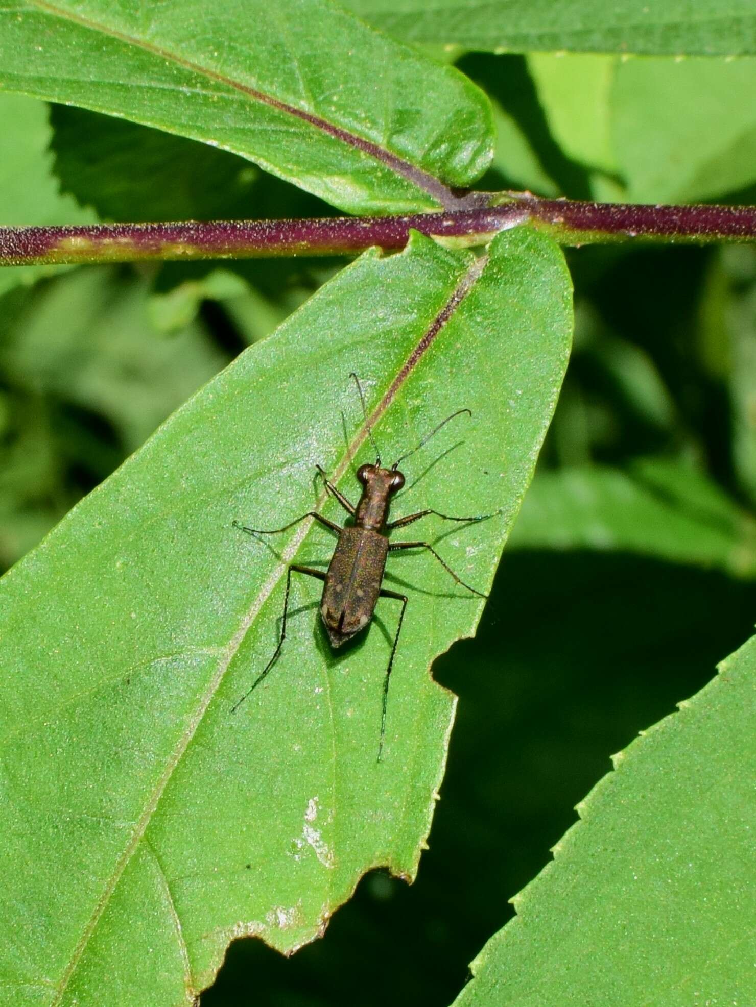 Cylindera (Ifasina) kaleea (Bates 1866) resmi