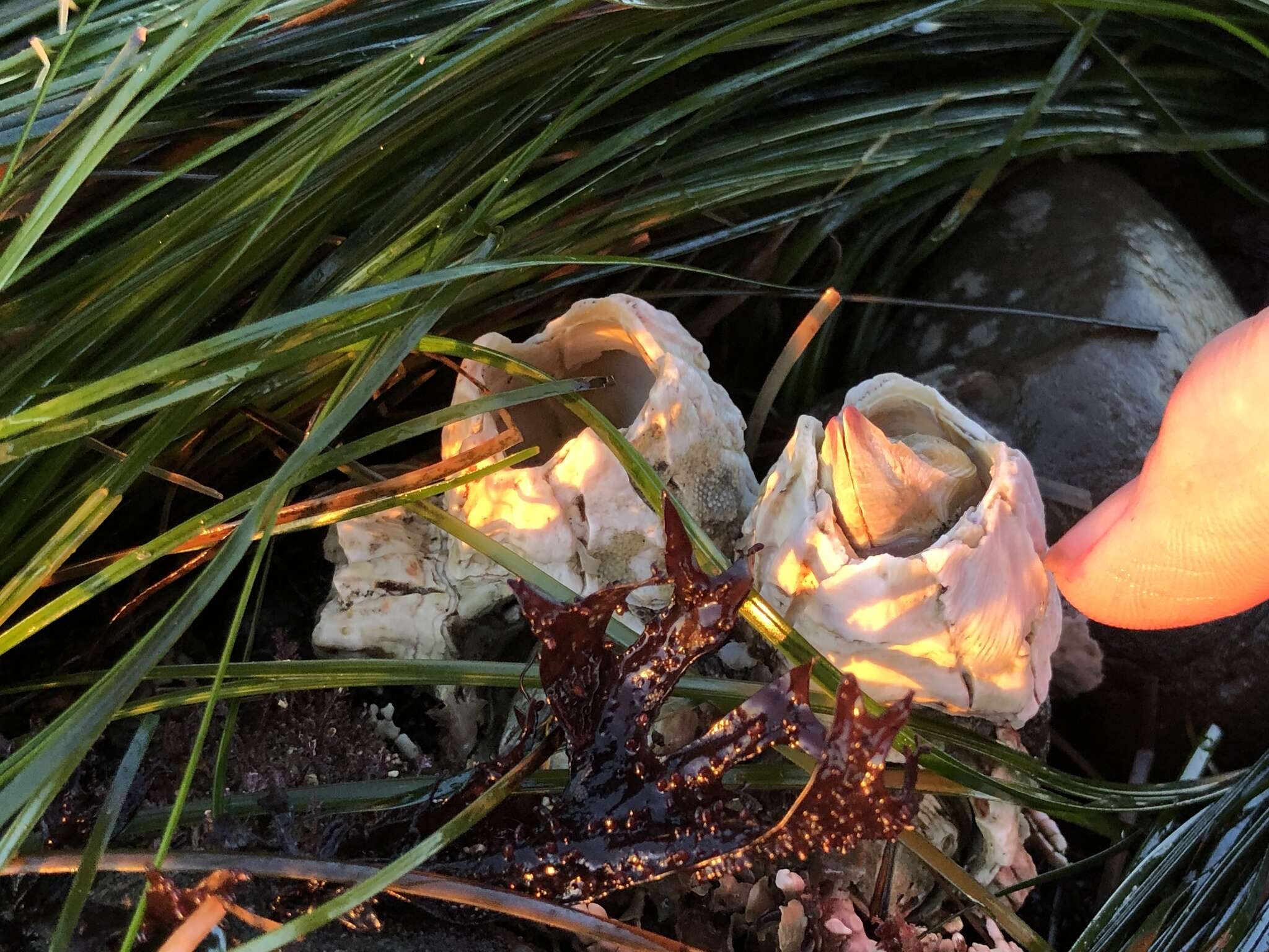 Image of Giant Acorn Barnacle