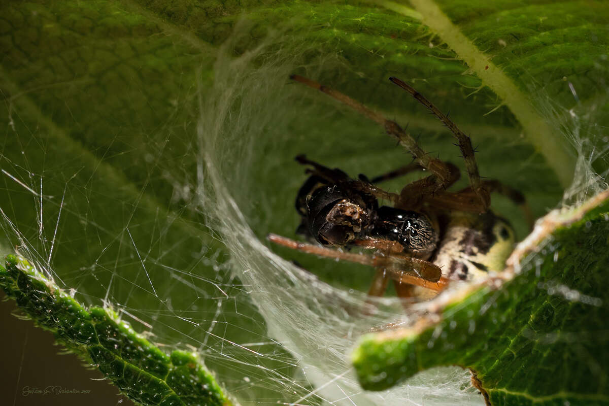 Imagem de Araneus workmani (Keyserling 1884)