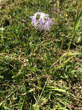 Image of Dianthus superbus subsp. alpestris Celak.