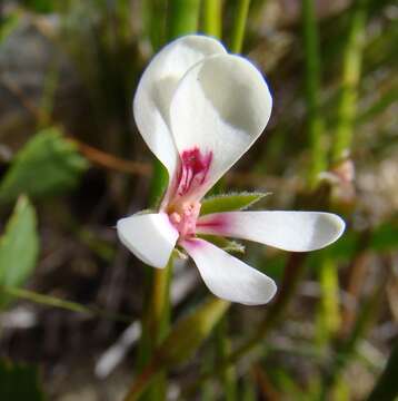 Image of Pelargonium setulosum Turcz.