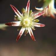 Image of San Francisco River leatherpetal