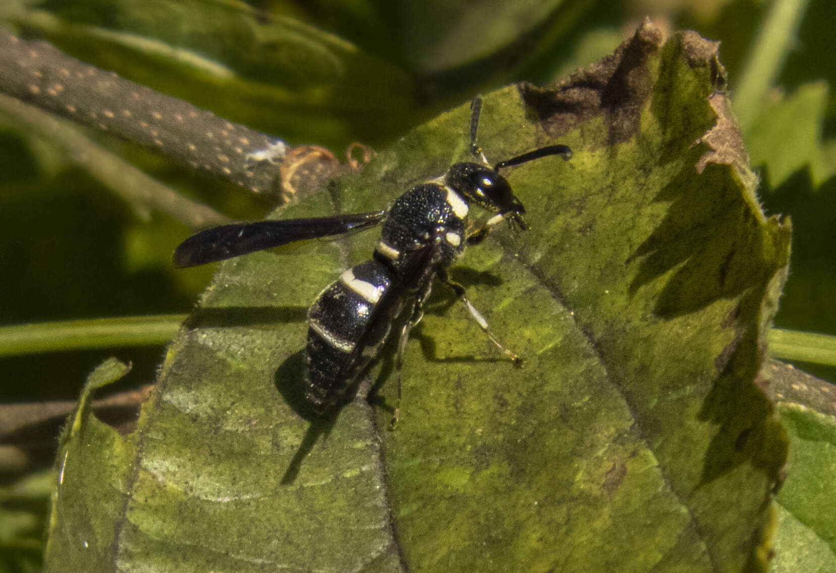 Image of Euodynerus schwarzi (Krombein 1962)