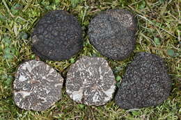 Image of Black Périgord Truffle