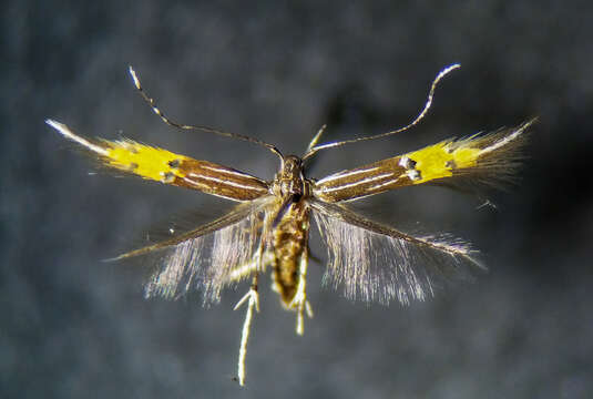 Image of Cosmopterix dapifera Hodges 1962