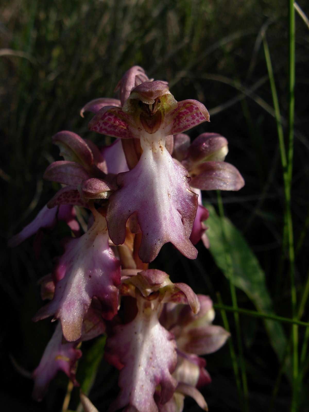 Image of Giant Orchid