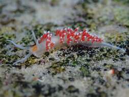 Cratena capensis Barnard 1927 resmi