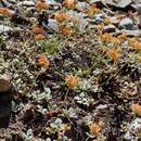 Image of Mt. Eddy buckwheat