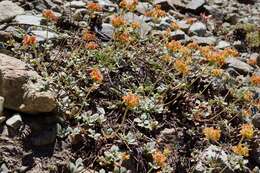 Image of Mt. Eddy buckwheat