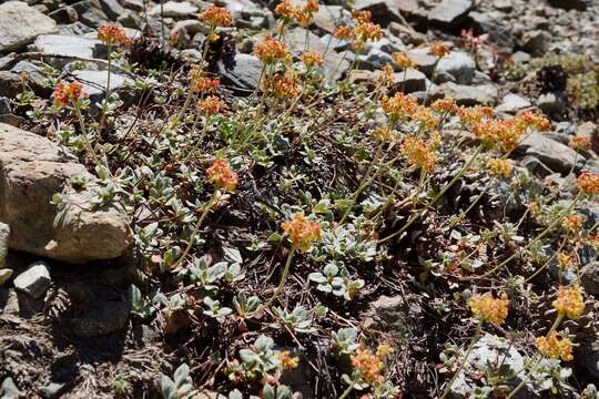 صورة Eriogonum umbellatum var. humistratum J. L. Reveal