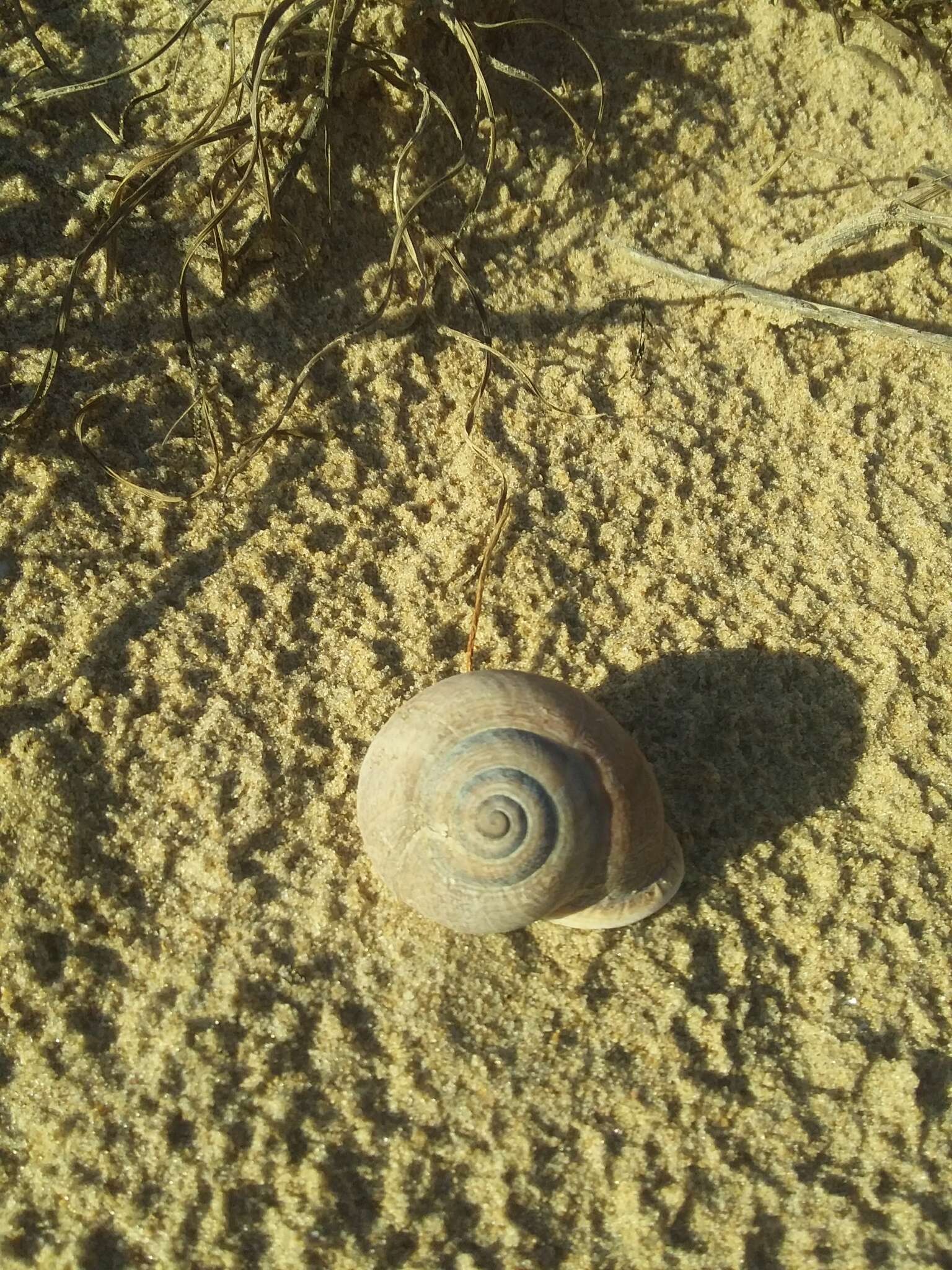 Image of Milk snail