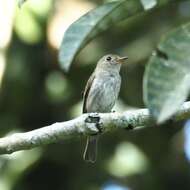 Image of Brown-streaked Flycatcher