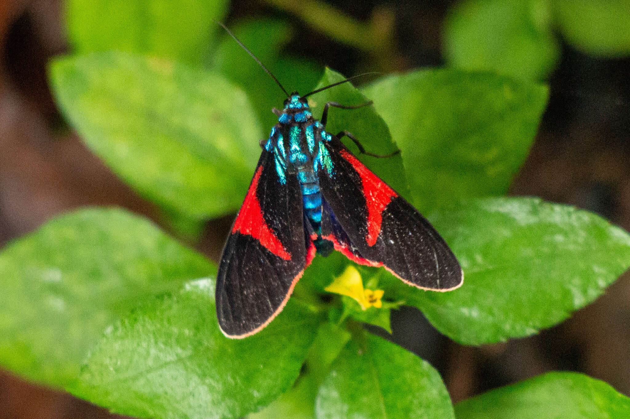 Image de Cyanopepla scintillans Butler 1872