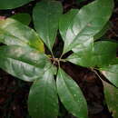 Image of Meliosma grandiflora Morton ex A. H. Gentry