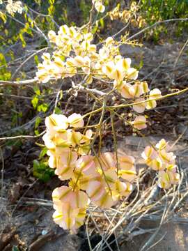 Imagem de Combretum coccineum (Sonn.) Lam.