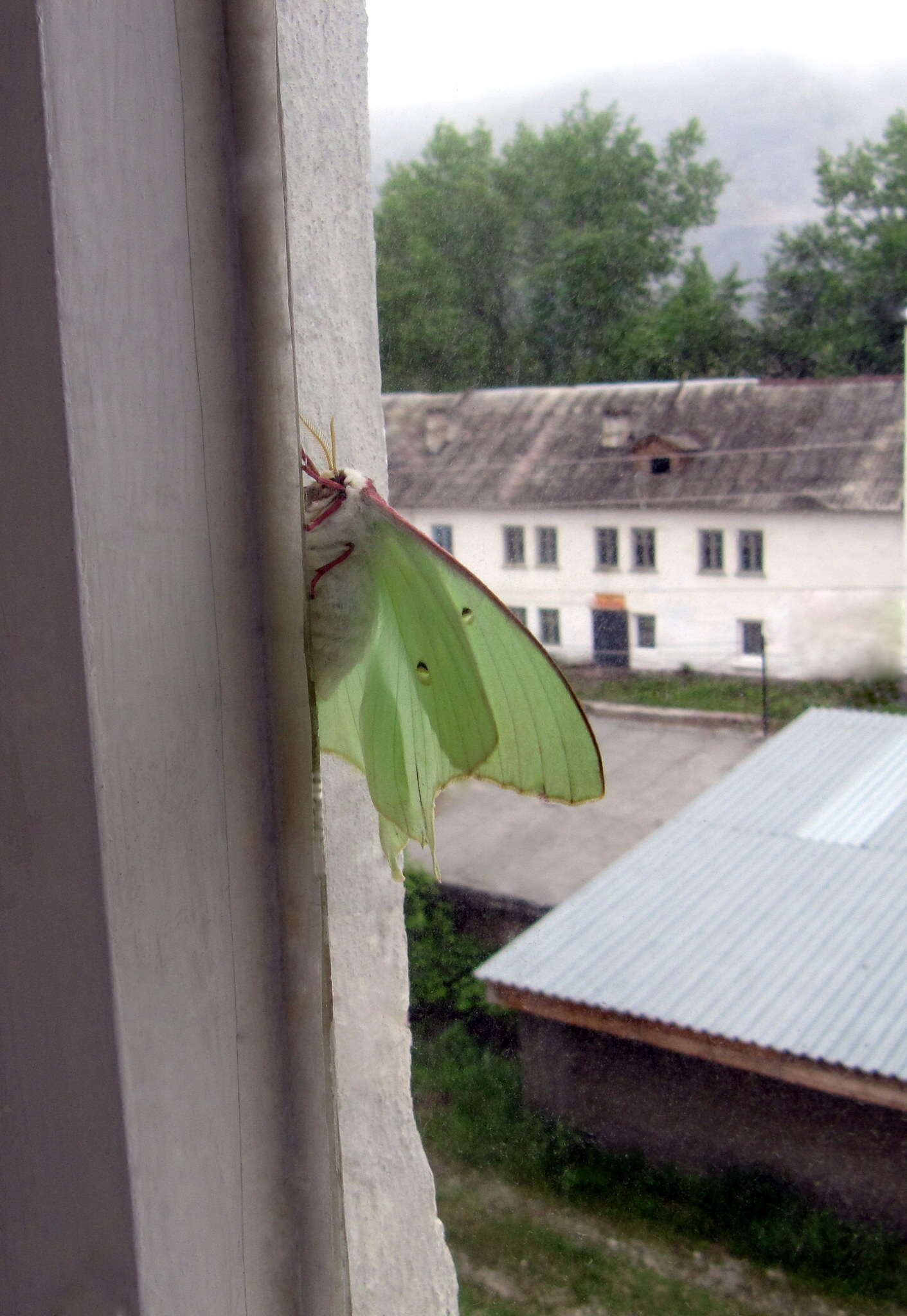 Image of Actias artemis (Bremer & Grey 1853)