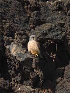 Falco tinnunculus dacotiae Hartert 1913 resmi