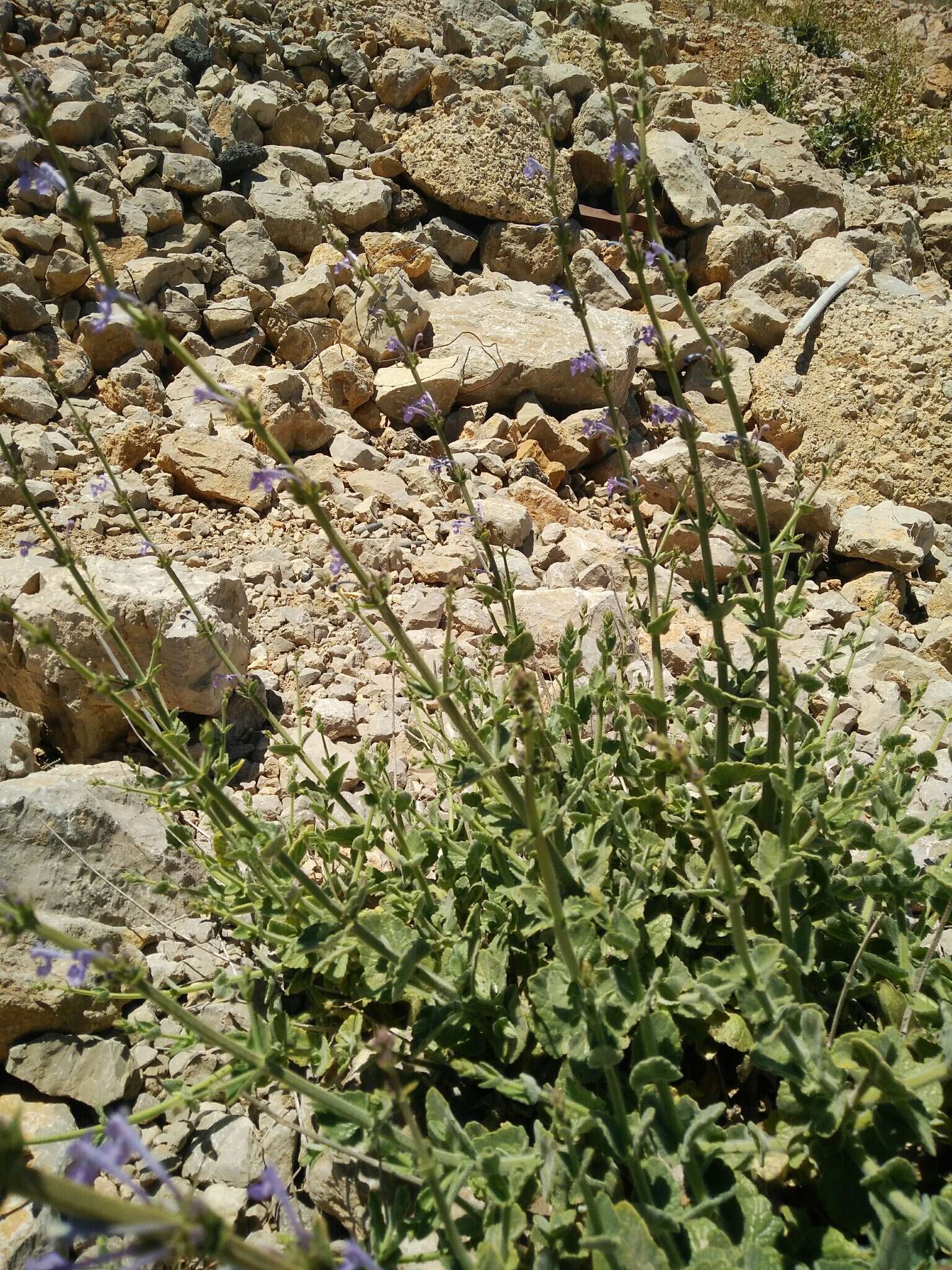 Image of Nepeta glomerata Montbret & Aucher ex Benth.