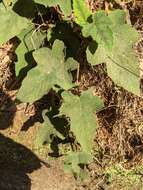 Image of Rubus reflexus var. hui (Diels ex Hu) F. P. Metcalf