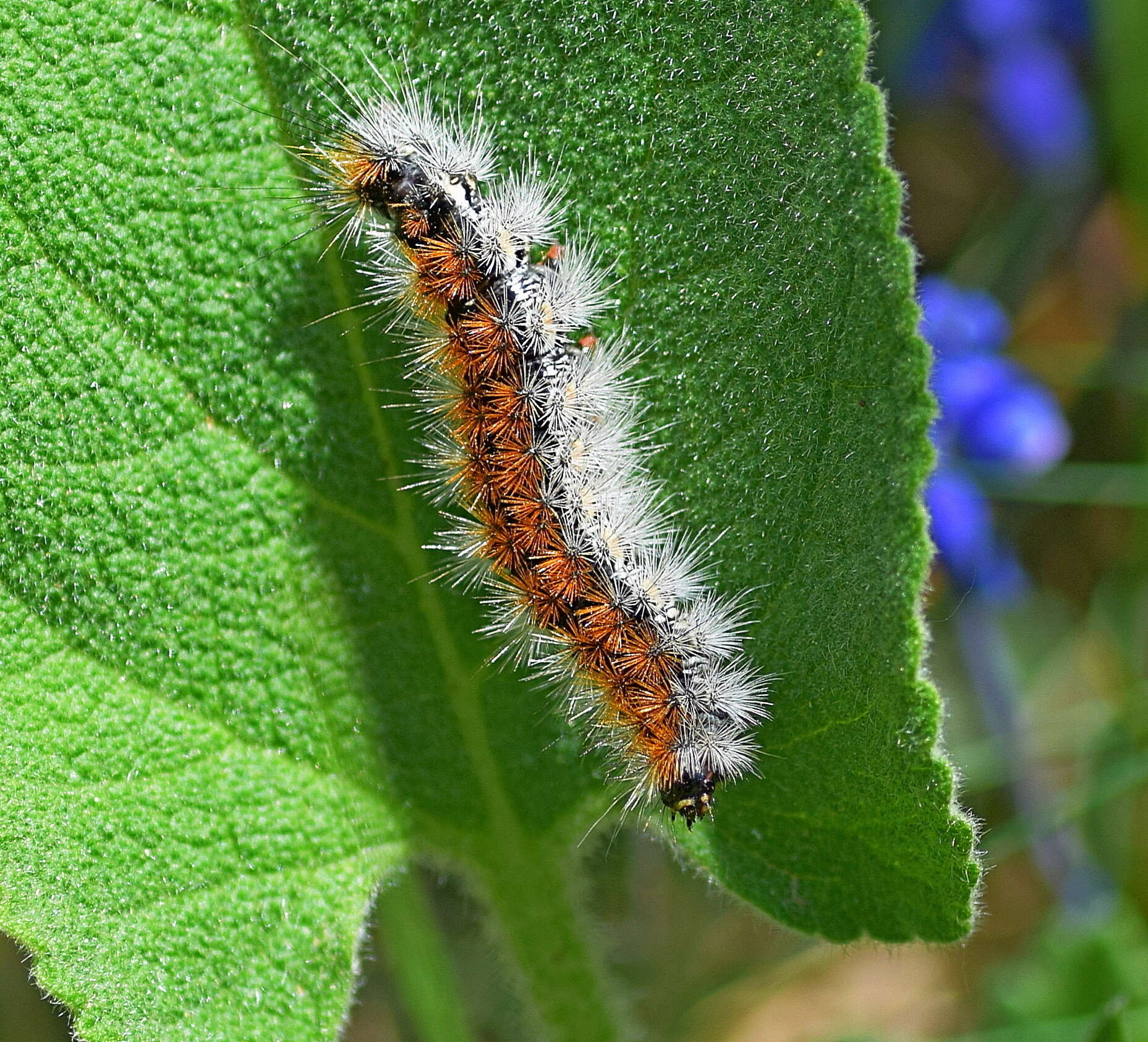 Image of Diacrisia purpurata (Linnaeus 1758)