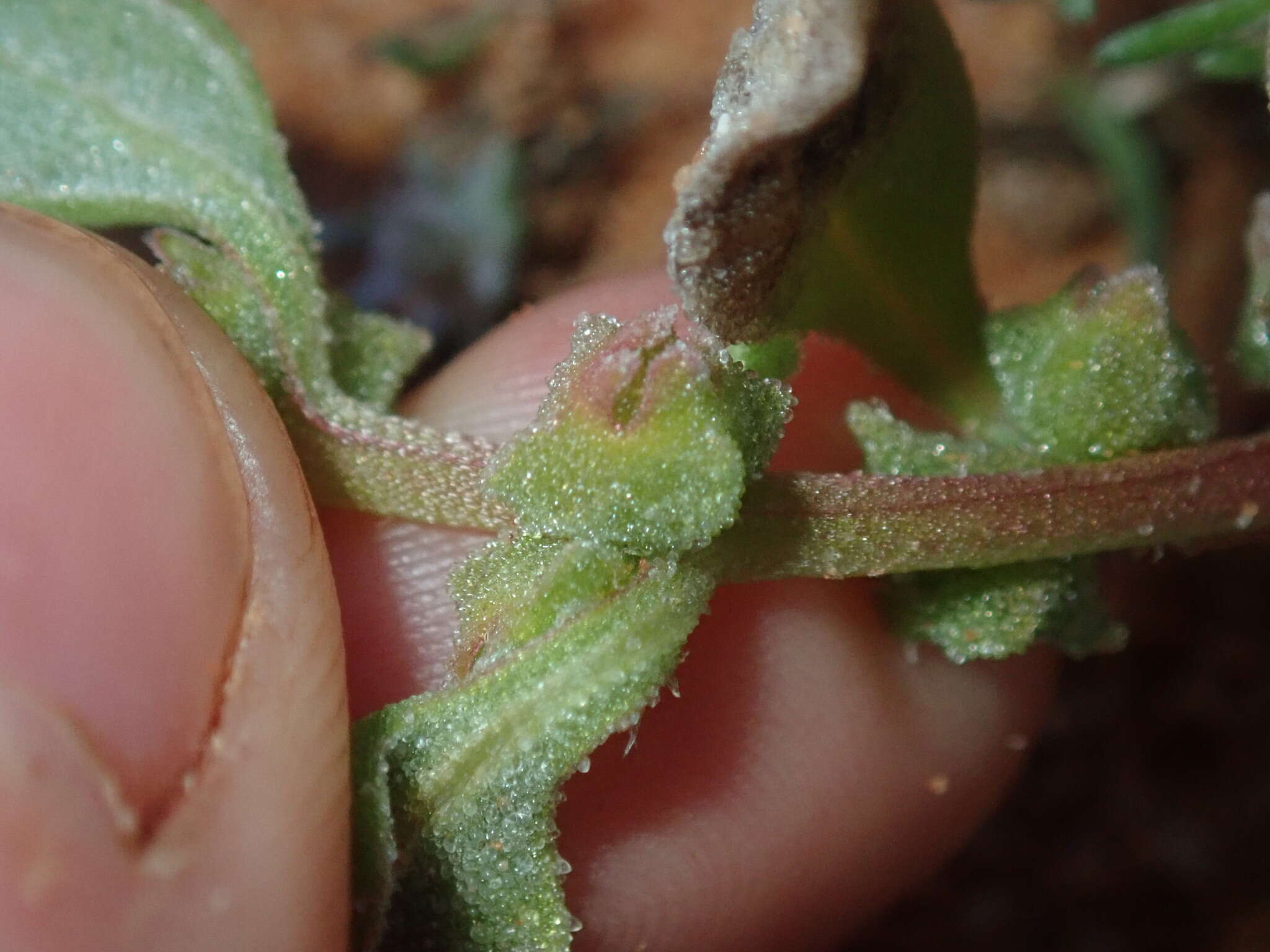 Image of Tetragonia eremaea Ostenf.