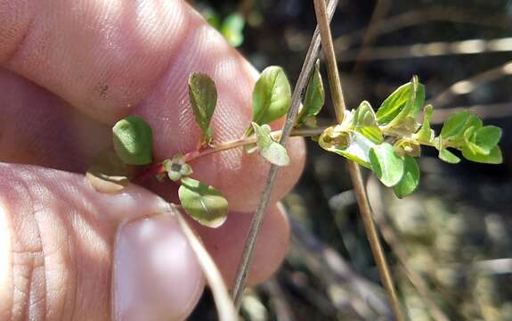 Image de Ludwigia microcarpa Michx.