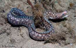 Image of Australian moray